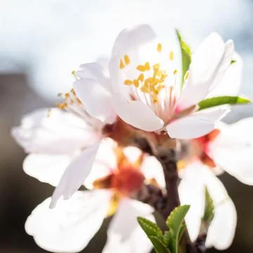 Blooming pear tree close up in springtime in the countryside Stock Photos