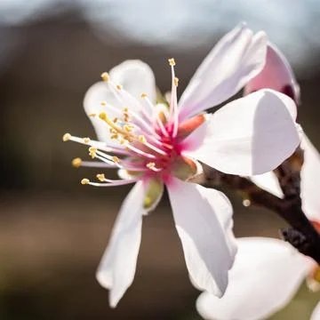 Blooming pear tree close up in springtime in the countryside Stock Photos