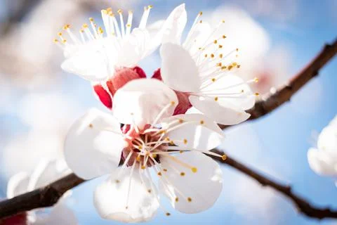 Blooming pear tree close up in springtime in the countryside Stock Photos