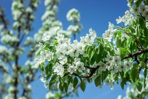 Blooming pear tree. Close up of white flowers on a pear tree Stock Photos