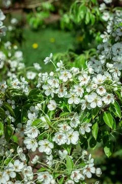 Blooming pear tree. Close up of white flowers on a pear tree Stock Photos