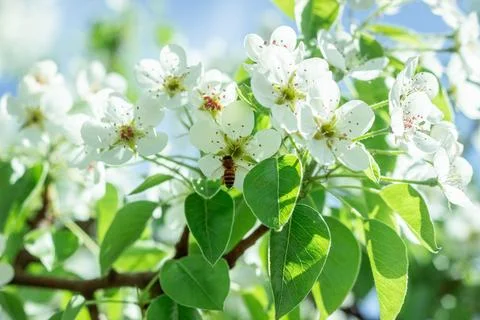 Blooming pear tree. Close up of white flowers on a pear tree Stock Photos