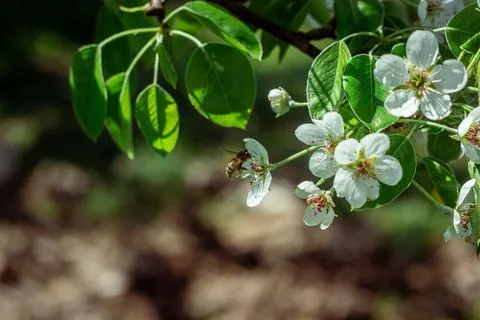 Blooming pear tree. Close up of white flowers on a pear tree Stock Photos