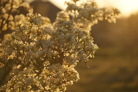 Blooming pear tree closeup in spring garden at sunset. Photos