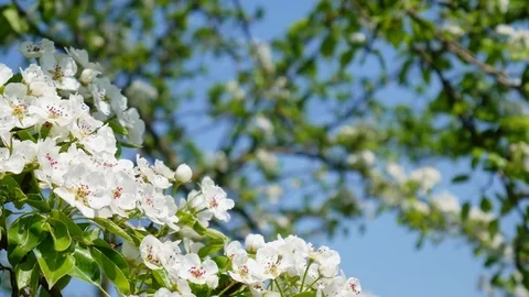 Blooming pear tree Stock Footage 75825559