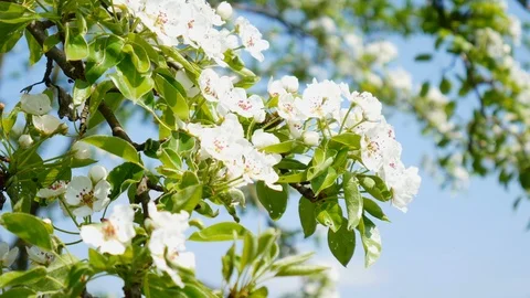 Blooming pear tree Stock Footage 87609844