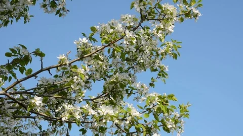 Blooming pear-tree Video stock 104132608