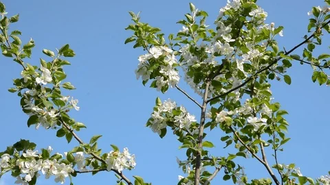 Blooming pear-tree Stock Footage 104531819