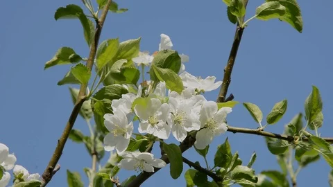 Blooming pear-tree Stock Footage 104797454
