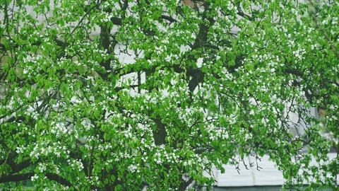 Blooming pear tree Stock Footage 107570216