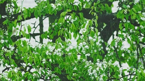 Blooming pear tree Stock Footage 107570268