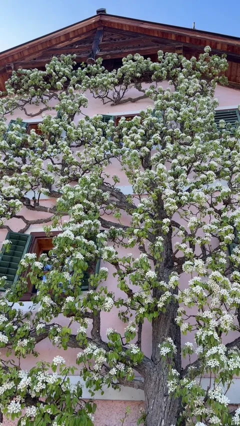Blooming pear tree growing on the facade of a traditional house in Hallstatt  Stock Footage 333607550