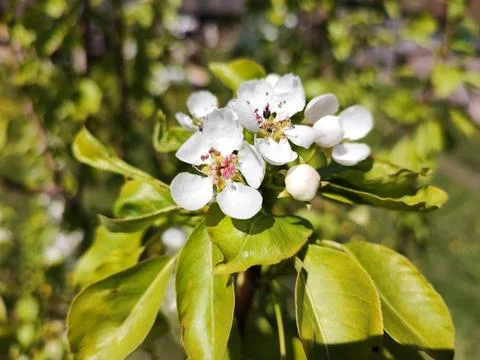 Blooming pear tree Stock Photos