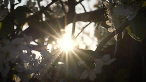 Blooming Pear Tree Silhouetted by Sunset Light Stock Footage 332212737