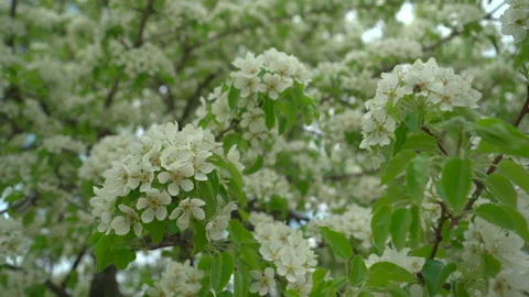 Blooming pear tree in spring Stockbeeldmateriaal 188710156