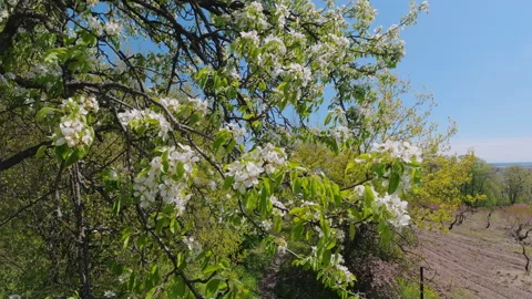 Blooming Pear Tree In Spring Orchard Under Blue Sky Stock Footage 342595427