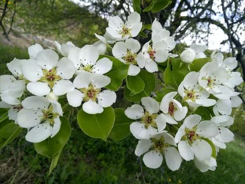 Blooming pear tree in spring. Stock Photos