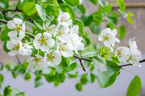 Blooming pear tree in spring time Stock Photos