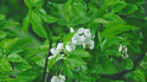 Blooming pear tree, vertical video Stock Footage 107570411