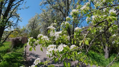 Blooming Pear Trees Along Park Path In Spring Stock Footage 340632486