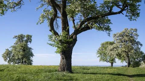 Blooming pear trees, fruit trees, Moststrasse, Mostviertel, Lower Austria Stock Photos