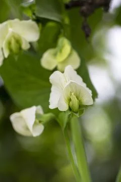 Blooming peas in the garden Photos