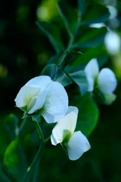 Blooming peas Fotos de archivo