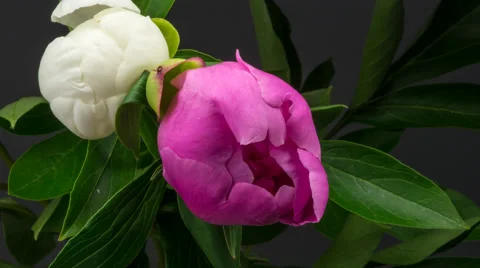 Blooming peonies Video stock 46299612