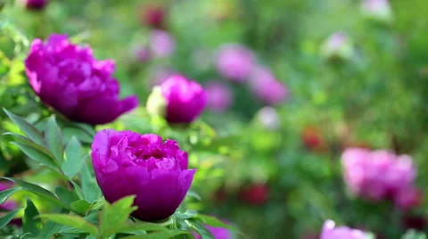 Blooming Peonies Stock Footage 63199084