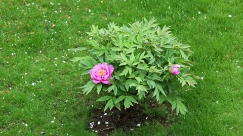 Blooming peony bush gradually getting closer during spring rain in garden. Stock Footage 345980875
