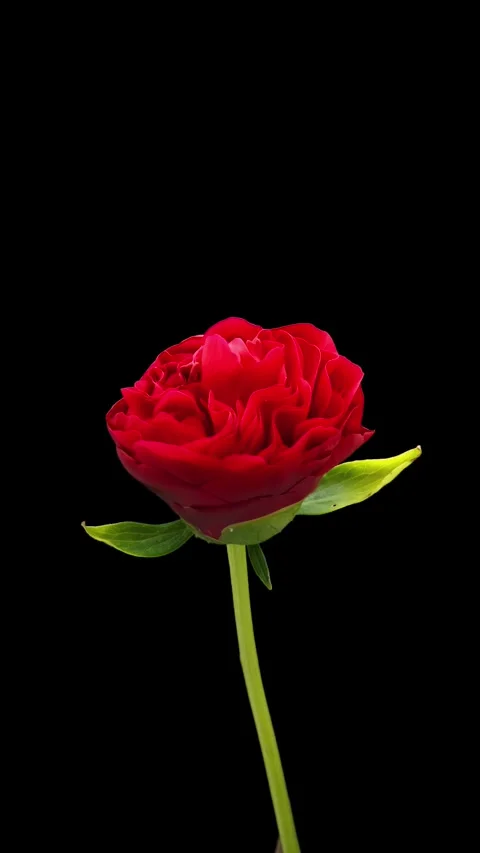 Blooming peony flower close-up. Timelapse of red peony flower blooming on black Stock Footage 274433262