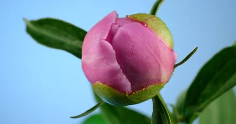 Blooming peony flower open, time lapse. Close up view, shot on RED 6K camera Stock Footage 108655906