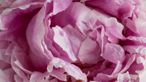 Blooming peony flower open, time lapse, close-up. Stock Footage 120250959