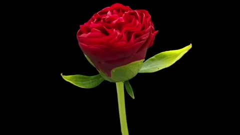 Blooming peony flower open, time lapse. Timelapse of pink peony flower blooming Stock Footage 274433272