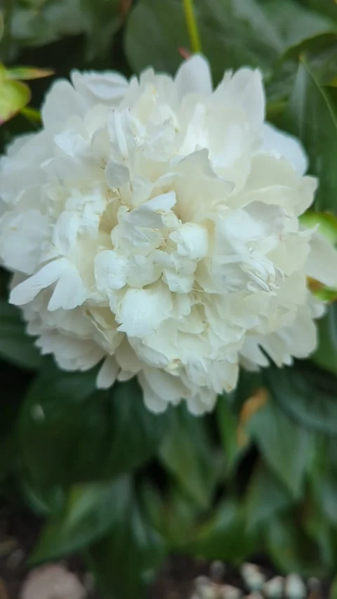 Blooming peony Stock Footage 300878158
