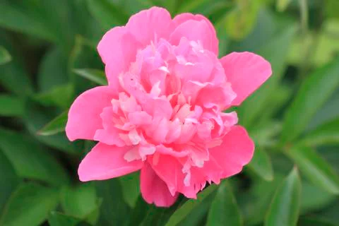 Blooming peony Foto stock