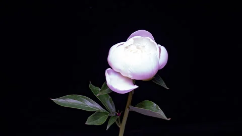 Blooming peony timelapse on dark background Stock Footage 339352242