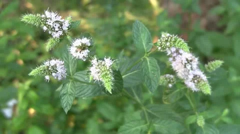Blooming pepermint 動画素材 11365622