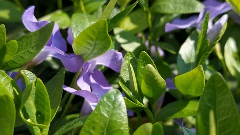Blooming periwinkle close-up in the garden Vídeos de archivo 128861941