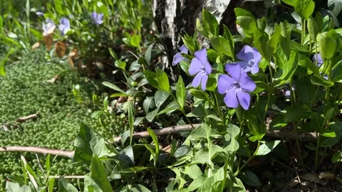 Blooming periwinkle flowers in spring forest garden Stock Footage 306521380