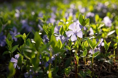 Blooming periwinkle in the garden. Stock Photos