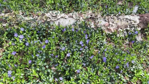 Blooming periwinkle next the fallen dry birch trunk Stock Footage 336971987