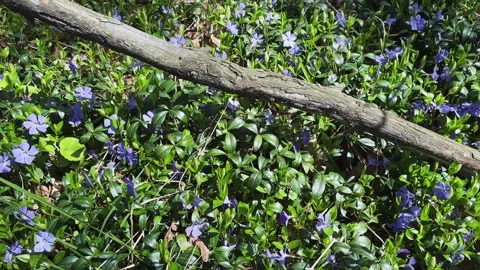 Blooming periwinkle with young leaves around fallen dry inclined branch Stock Footage 336971928