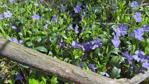 Blooming periwinkle with young leaves around fallen dry inclined branch Stock Footage 336971944