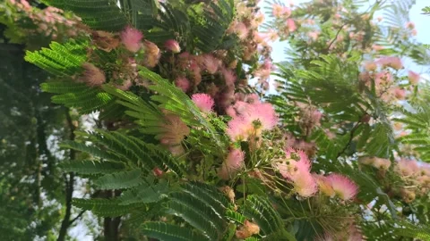 Blooming Persian silk tree Stock Footage 232330344