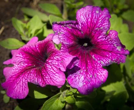 The blooming of Petunia Stock Photos