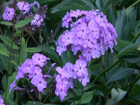 Blooming Phlox flower buds and adult with vibrant violet , purple petals Stock Footage