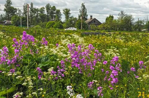 Blooming Phlox Stock Photos