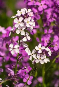 Blooming Phlox Stock Photos