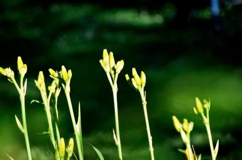 Blooming Stock Photos